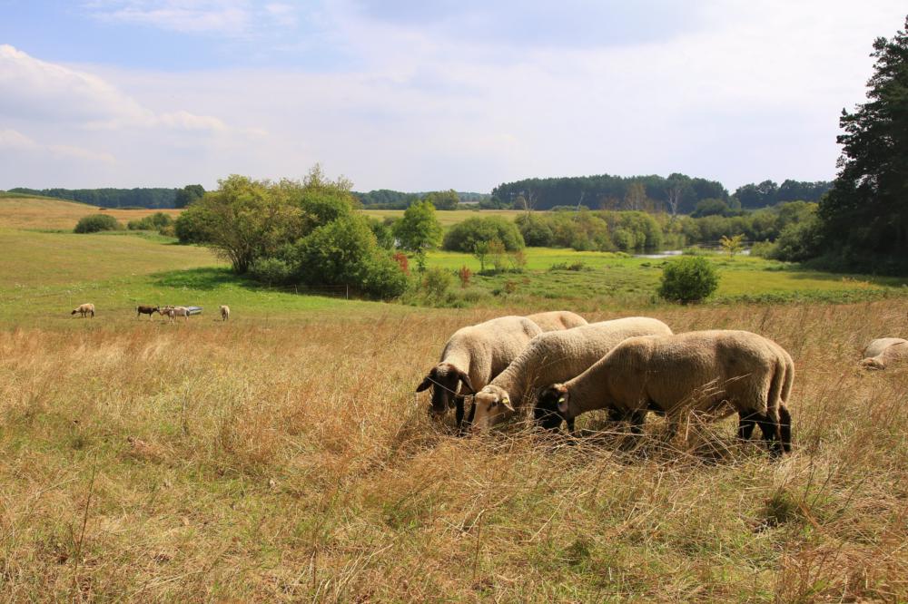 Natur, Nutzungsgeschichte und Naturschutz im Biesenthaler Becken - http ...